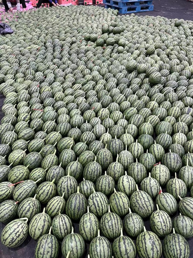 早春红玉西瓜薄皮手掰西瓜礼品西瓜冰激淋西瓜小吊瓜牛奶吊瓜