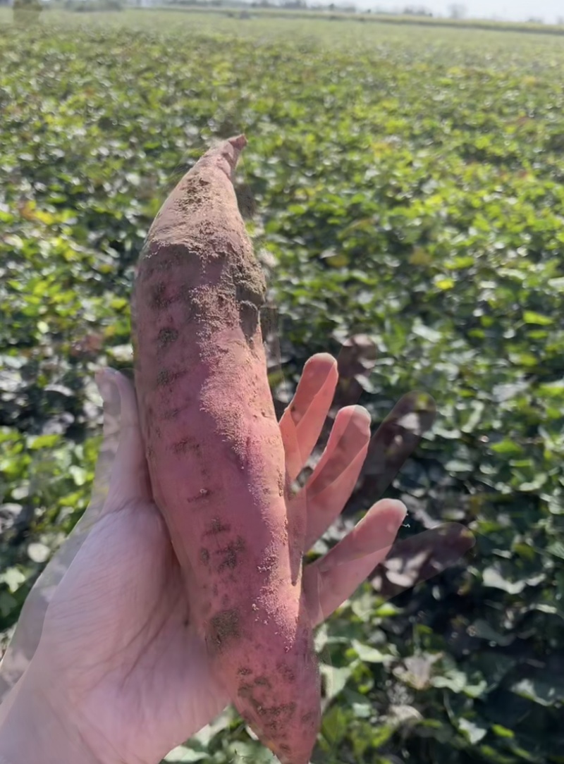 精品西瓜红红薯、无虫眼、无断头、统统红沙地