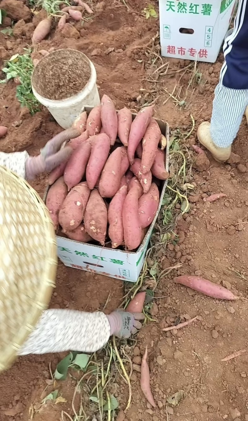 精品西瓜红红薯、无虫眼、无断头、统统红沙地