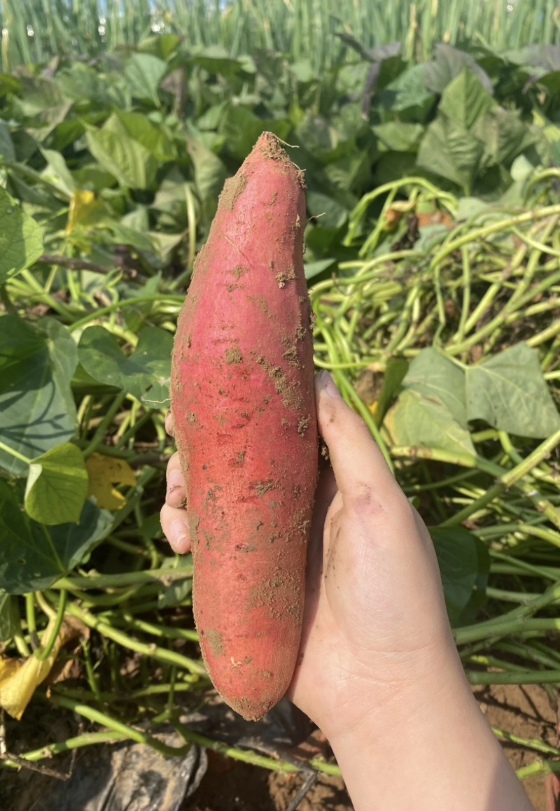 精品西瓜红红薯、无虫眼、无断头、统统红沙地