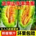 羊角蜜甜瓜，网红直播，社区团购，电商一件代发