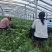 洛薯13红薯苗基地直发可视频看货欢迎来电采购洽谈对