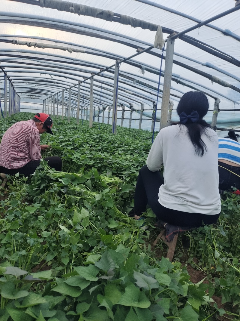 洛薯13红薯苗基地直发可视频看货欢迎来电采购洽谈对