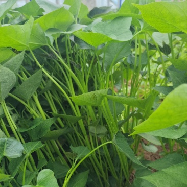 洛薯13