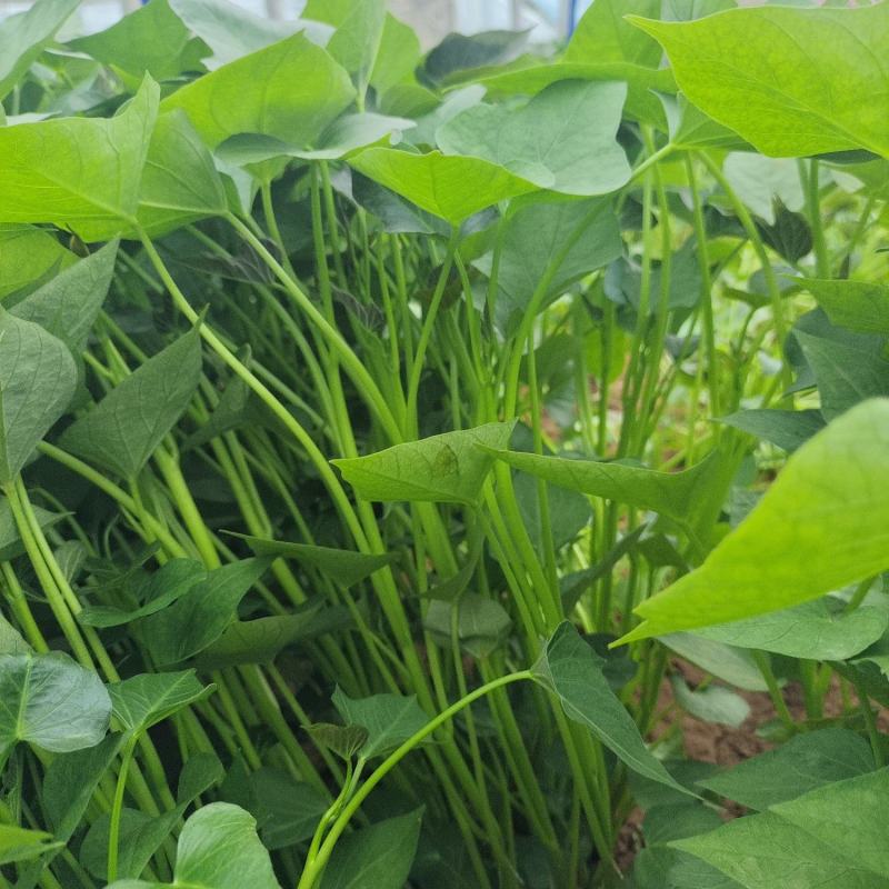 洛薯13