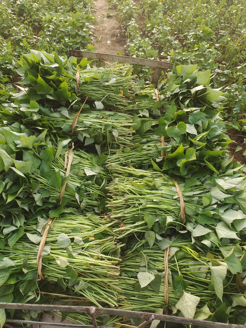 洛薯13
