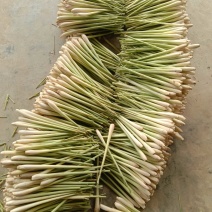 越南进口香茅新鲜泰国香茅草干大量有货进口精品