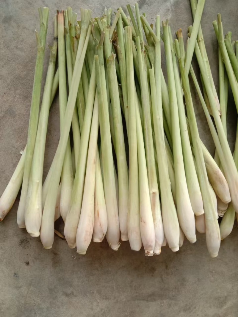 越南进口香茅新鲜泰国香茅草干大量有货进口精品