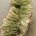 越南进口香茅新鲜泰国香茅草干大量有货进口精品