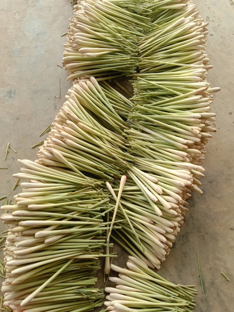 越南进口香茅新鲜泰国香茅草干大量有货进口精品