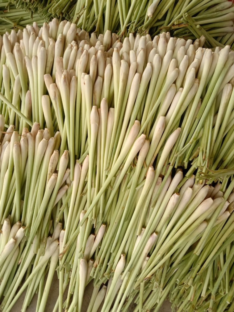 越南进口香茅新鲜泰国香茅草干大量有货进口精品