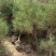 油松量大，1.2米起步