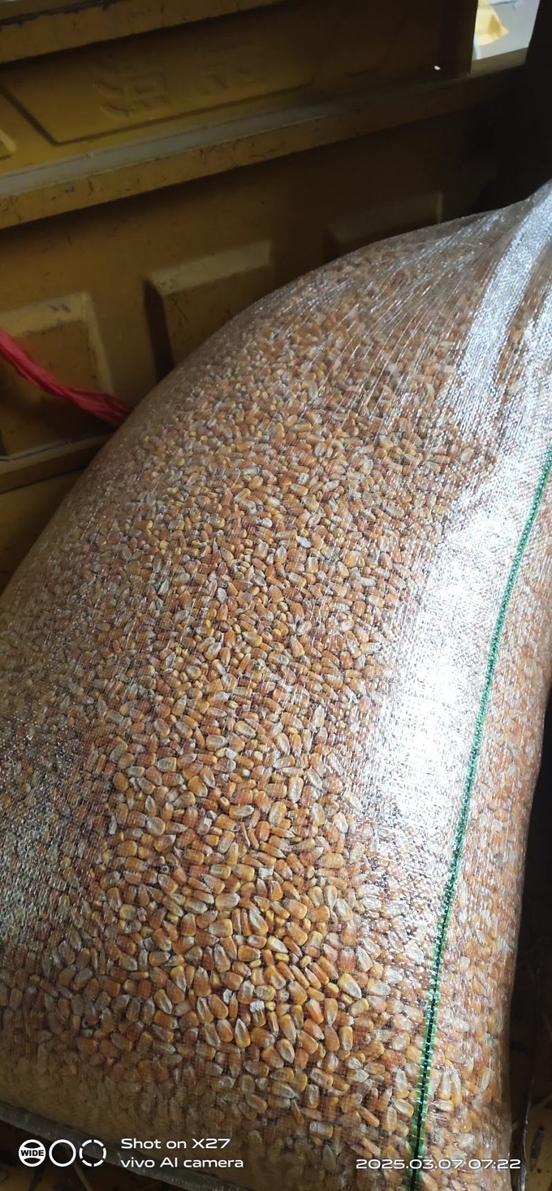 精品养殖袋装玉米