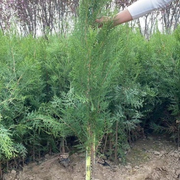 侧柏，绿化专用苗，杯苗