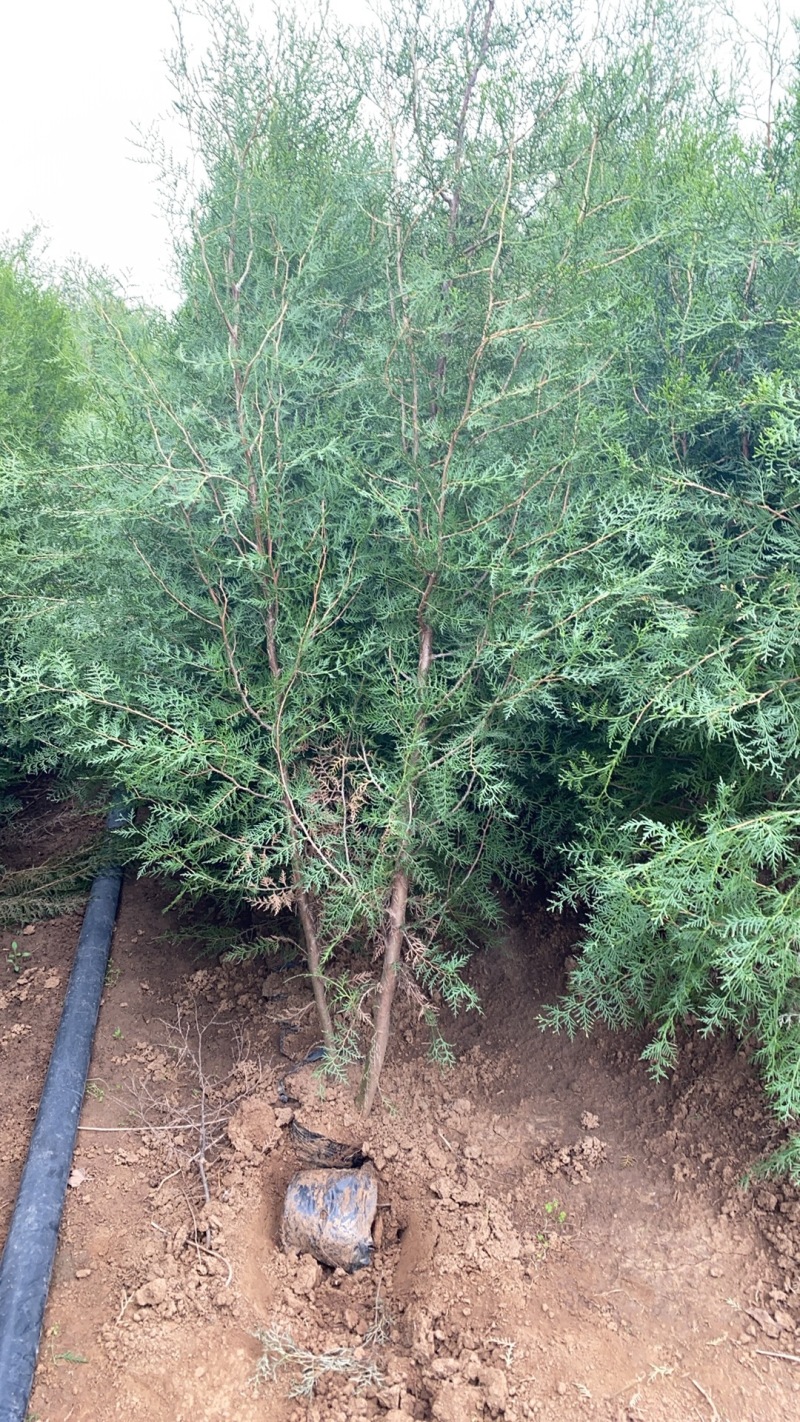 侧柏，绿化专用苗，杯苗