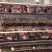 广西桂林，淘汰麻母鸡3000羽，410天平均5.3斤