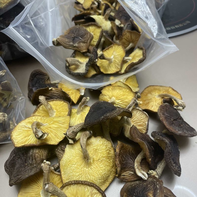 马桑菌（干货）