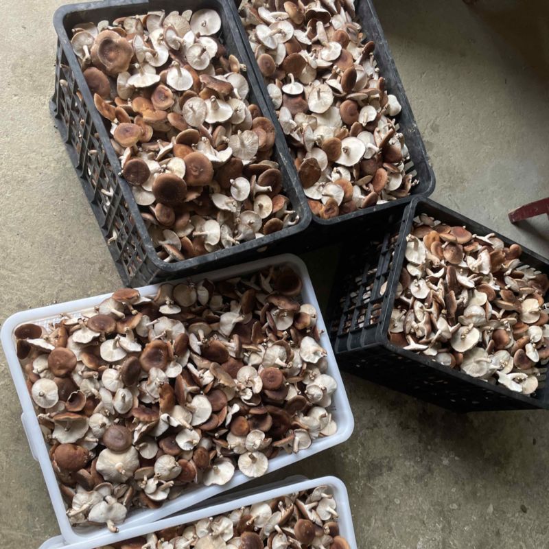 【复购高】马桑菌/新品上市/量大优惠/全国发货