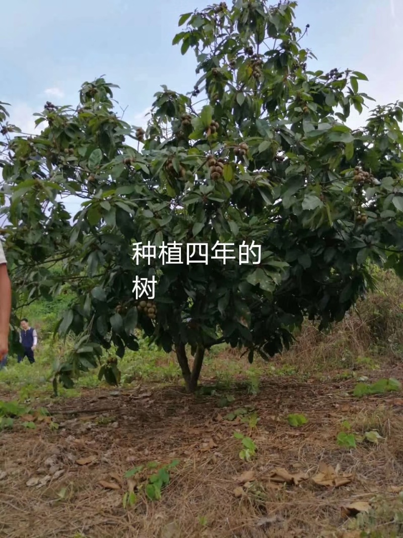 风流果苗大叶