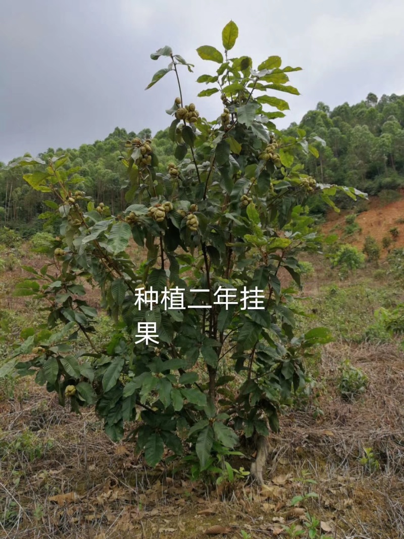 风流果苗大叶