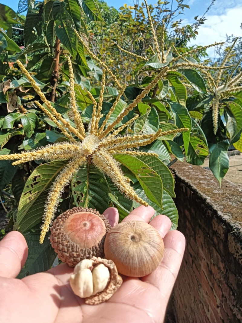 风流果苗大叶