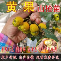 黄山楂树苗，品种保证，单果12克，包邮包活包品种