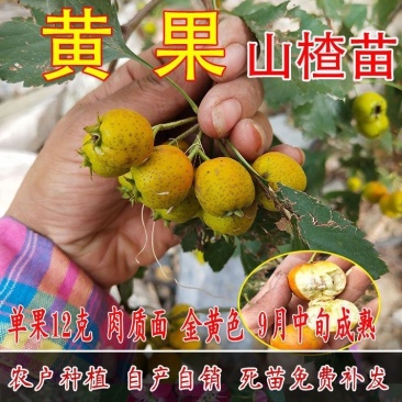 黄山楂树苗，品种保证，单果12克，包邮包活包品种