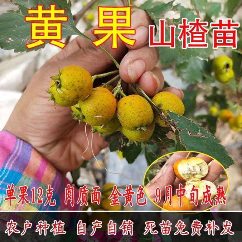 黄山楂树苗，品种保证，单果12克，包邮包活包品种