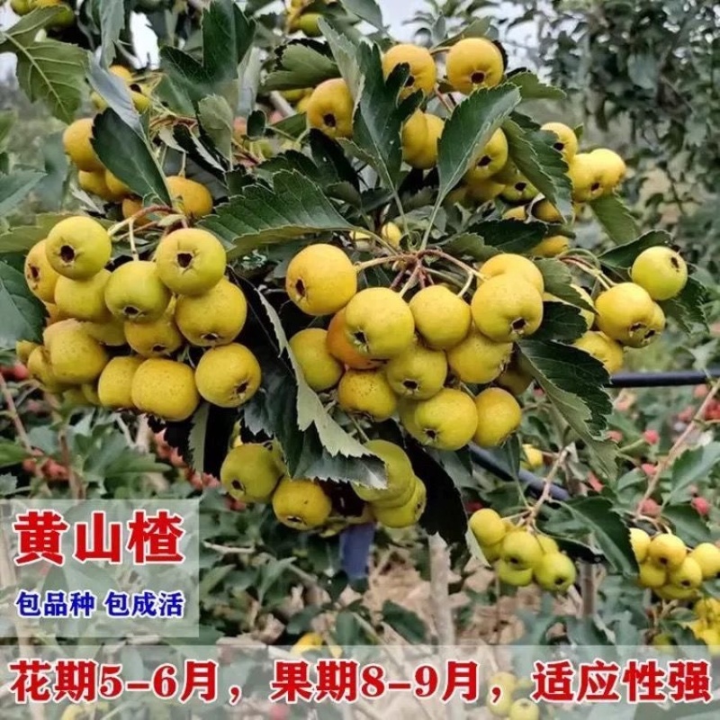 黄山楂树苗，品种保证，单果12克，包邮包活包品种