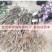 黄山楂树苗，品种保证，单果12克，包邮包活包品种
