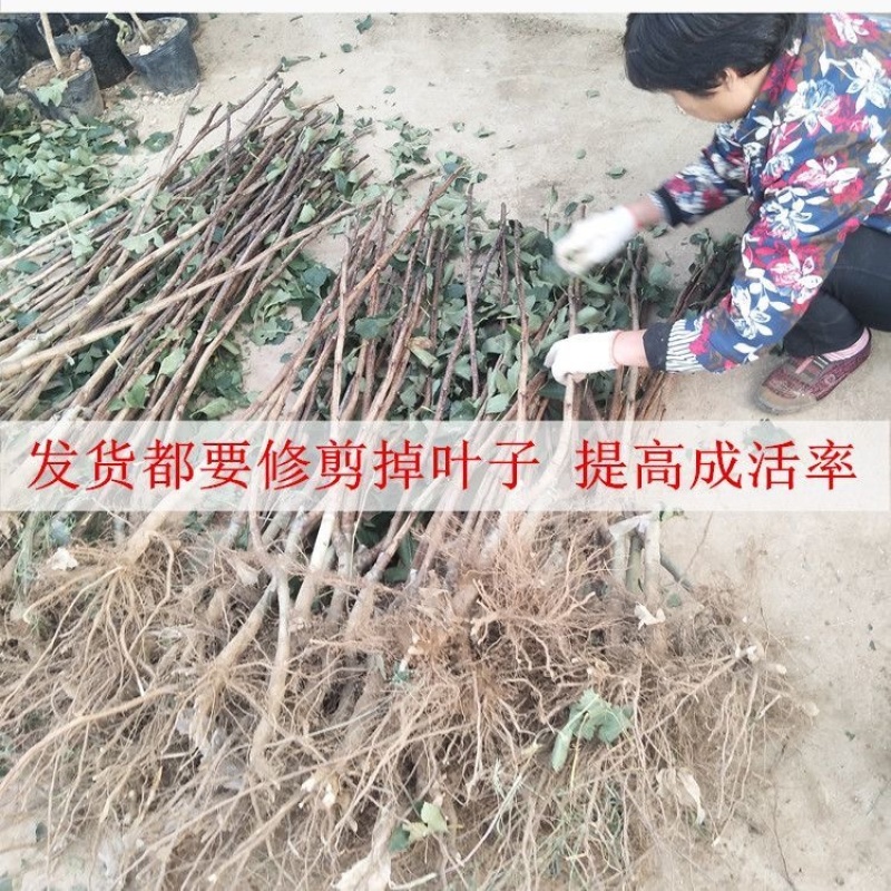黄山楂树苗，品种保证，单果12克，包邮包活包品种