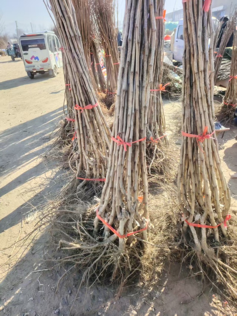 黄山楂树苗，品种保证，单果12克，包邮包活包品种