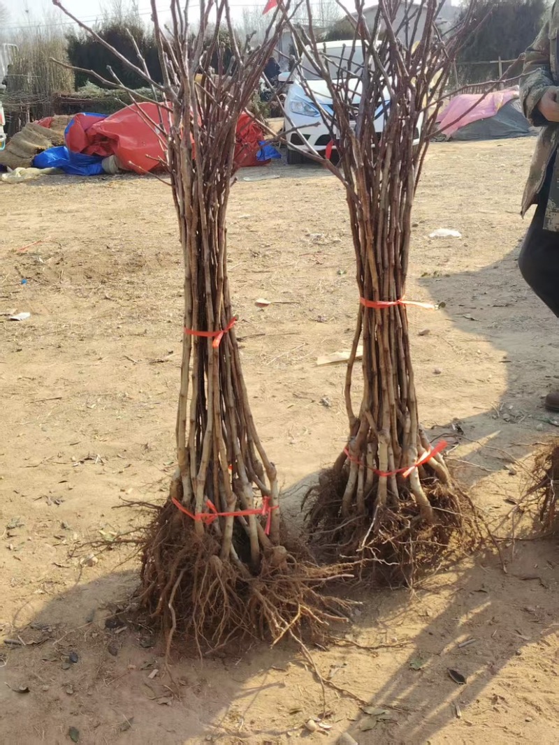 黄山楂树苗，品种保证，单果12克，包邮包活包品种