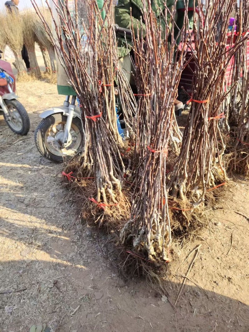 黄山楂树苗，品种保证，单果12克，包邮包活包品种
