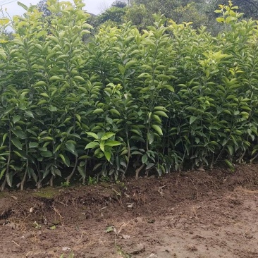 药积壳树苗