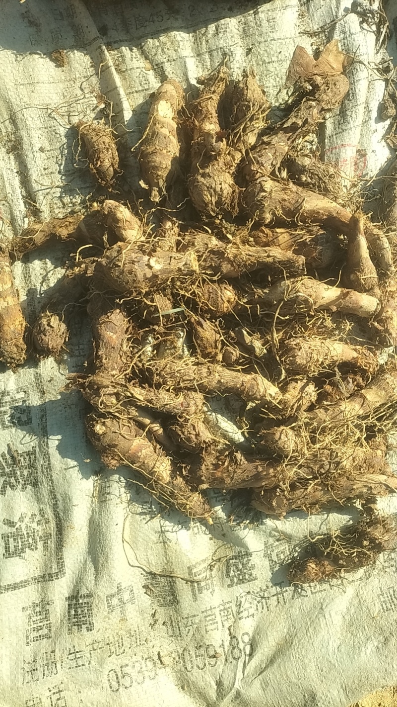 26年高钙富硒香芋种子预订中