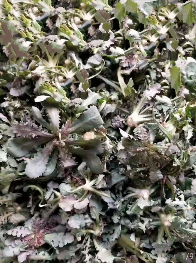 苦菜苦碟菜去根去干叶去黄叶发货，产地直发拒绝中间商