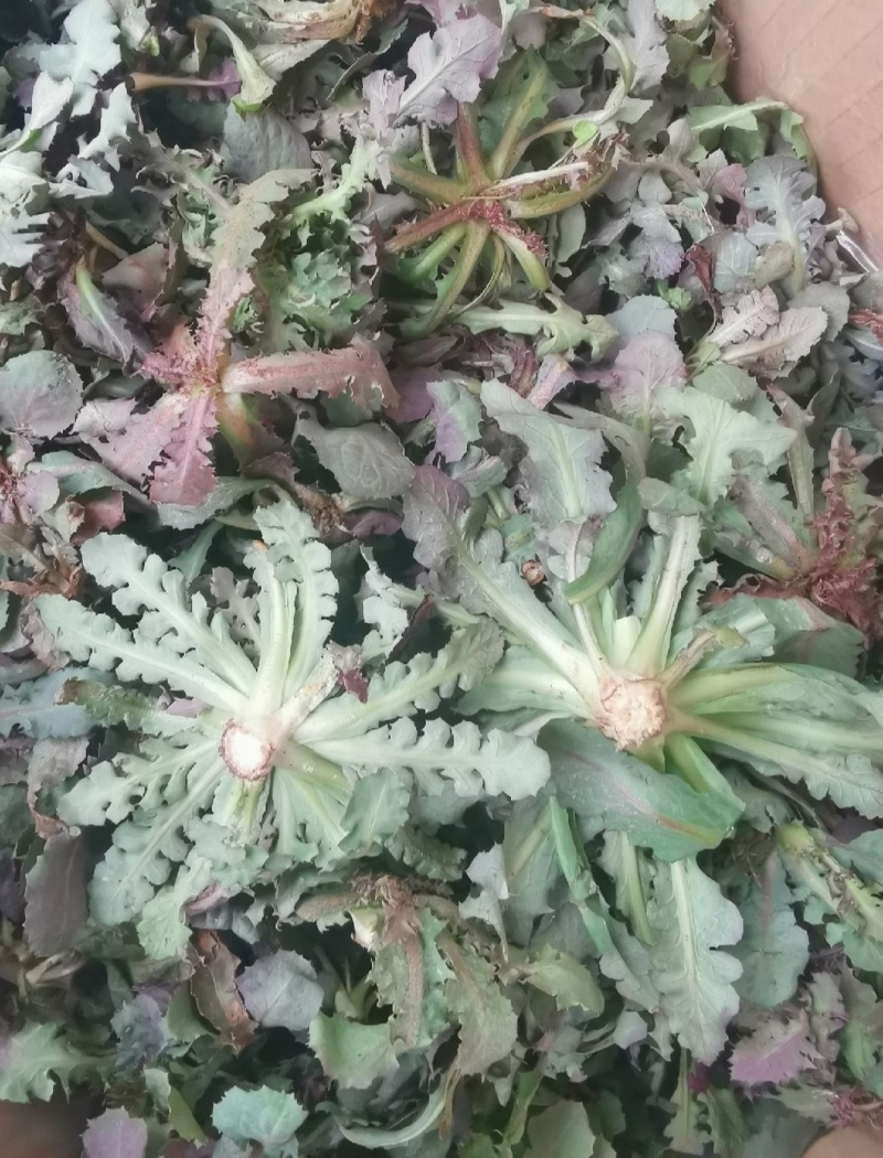 苦菜苦碟菜去根去干叶去黄叶发货，产地直发拒绝中间商