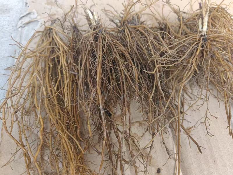 甄选东北野生威灵仙苗品质嘎嘎好诚信经营致电有优惠