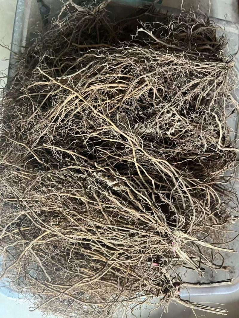 甄选东北野生威灵仙苗品质嘎嘎好诚信经营致电有优惠
