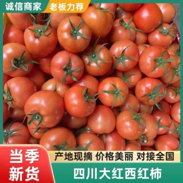 四川大红西红柿供商超电商精品番茄一手货源产地直发