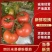 【精品硬粉西红柿】四川米易硬粉番茄一手货源产地直发
