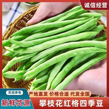 四川攀枝花盐边县红格四季豆，芸豆大量上市欢迎老板来聊