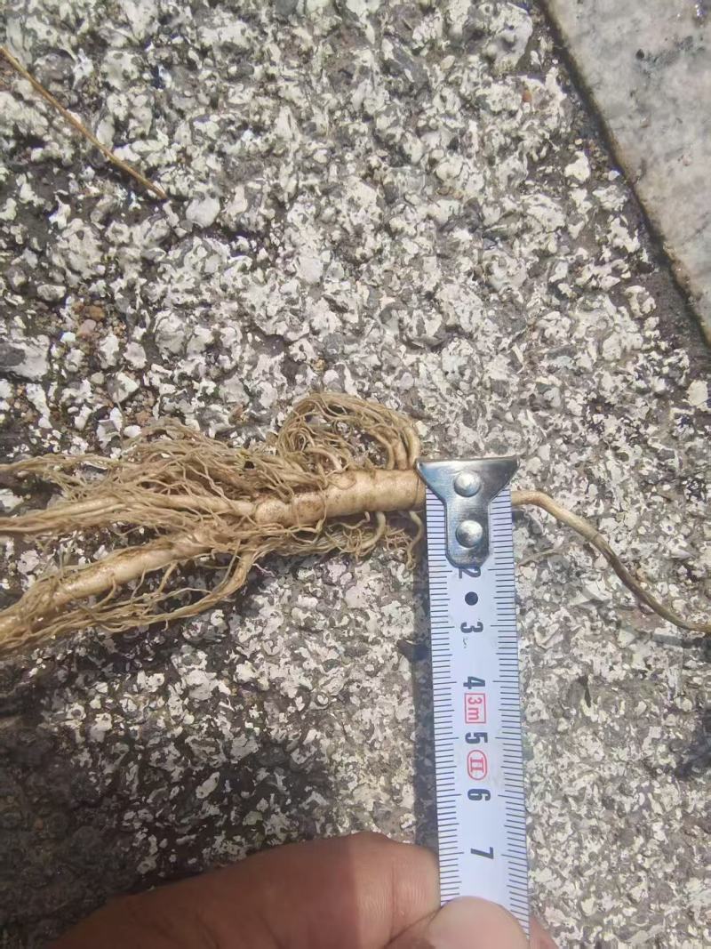 白鲜皮一年二年苗可实地考察各种东北药材品质嘎嘎好
