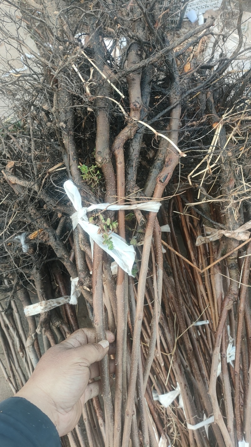 阳丰甜柿大树当年挂果正宗脆甜水果柿子树