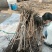 阳丰甜柿大树当年挂果正宗脆甜水果柿子树