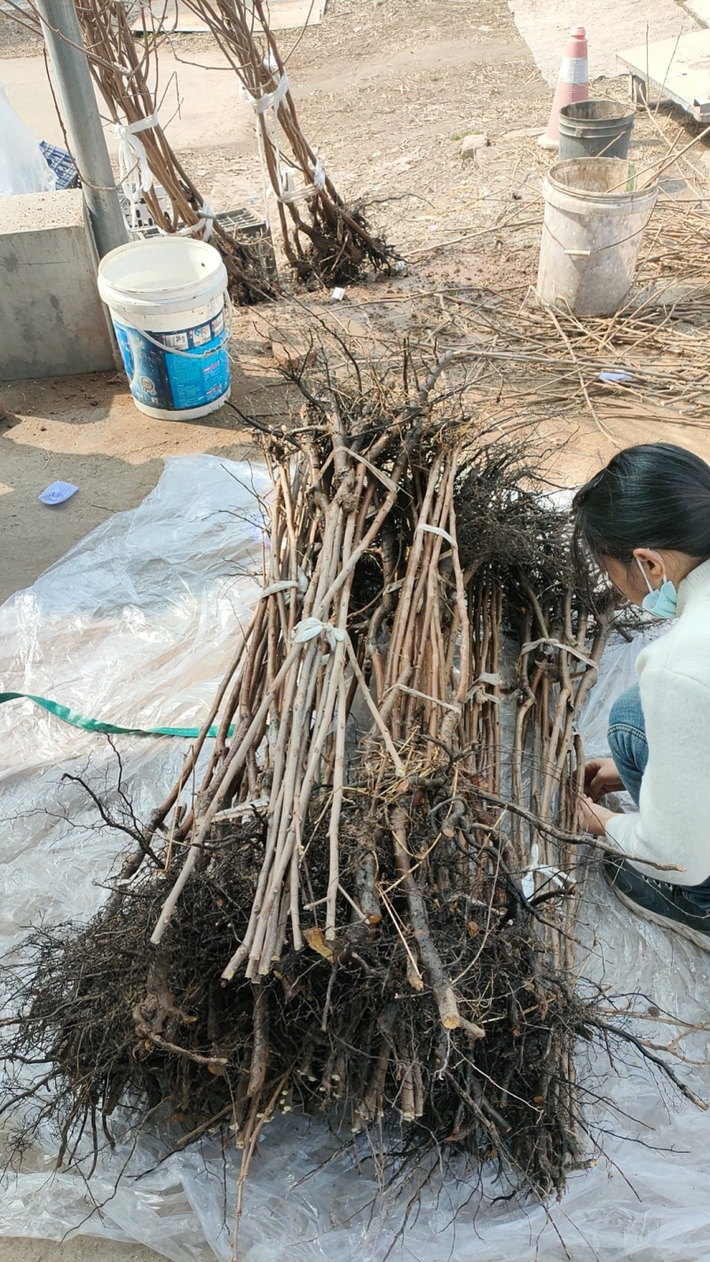 阳丰甜柿大树当年挂果正宗脆甜水果柿子树