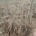 阳丰甜柿大树当年挂果正宗脆甜水果柿子树