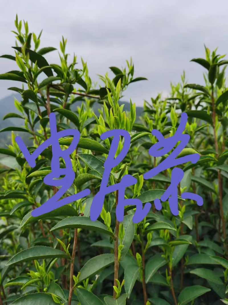 宜居茶，一级毛尖，色香味俱全受广大群众欢迎