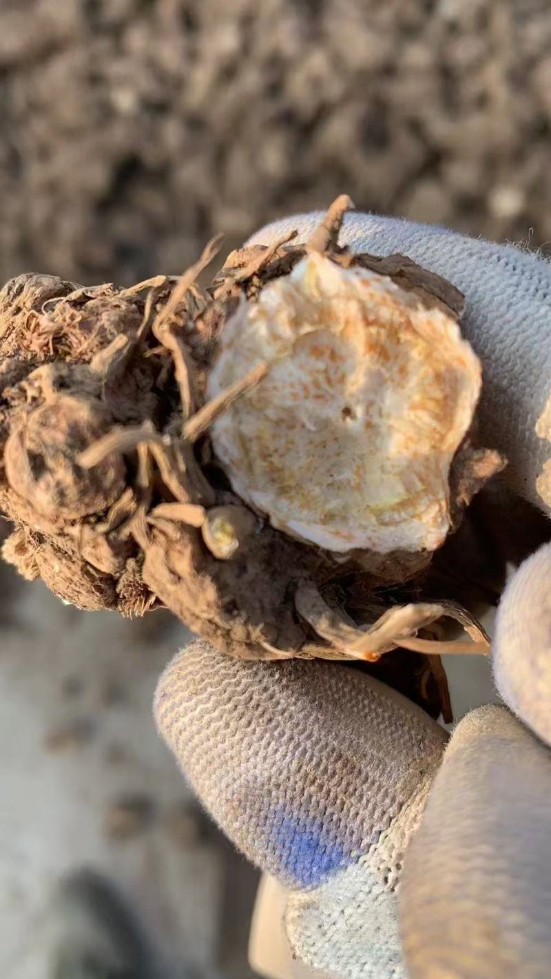精选东北苍术苗自家种植品质嘎嘎好好产品用事实说话